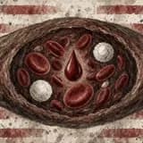 Painted cross-section of a blood vessel filled with red blood cells, white blood cells, and a painted drop of blood, against a faded American-flag backdrop.