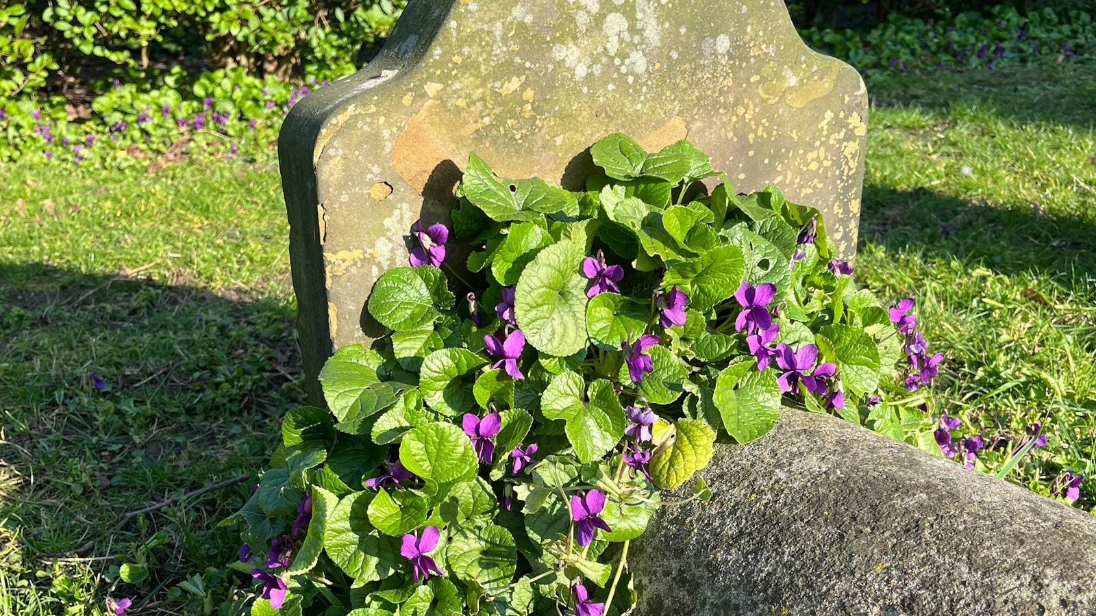 Weathered stone headstone with purple wildflowers and green leaves growing at its base in a grassy cemetery.